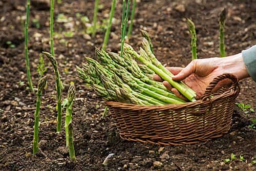 pre-order asparagus root by march 15!